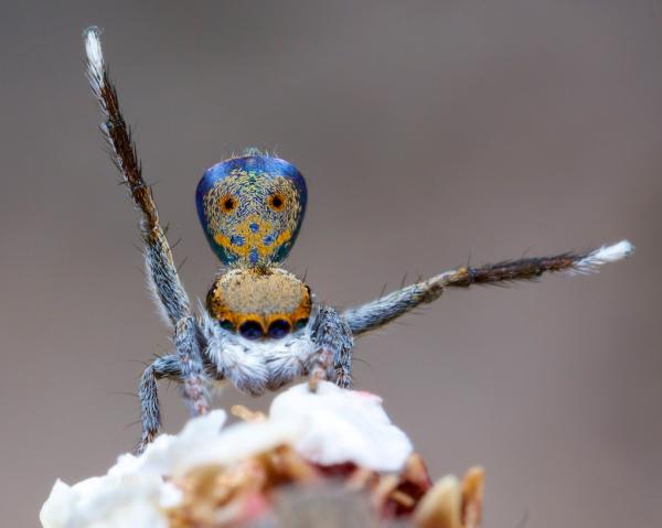 Павлиний паук: красочное крохотное существо (ФОТО)