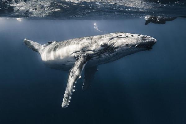Лучшие снимки из конкурса "Подводный фотограф 2017" (ФОТО)