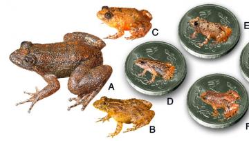 Ученые открыли новые виды миниатюрных лягушек