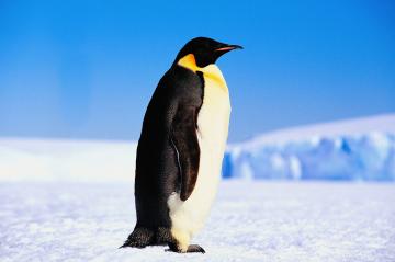 Ученые  нашли гигантского ископаемого пингвина