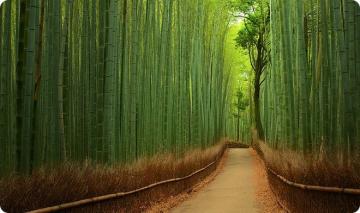 Бамбуковая роща Сагано: завораживающая природная достопримечательность Японии (ФОТО)