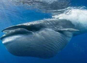 Ученые выяснили, какие песни поют киты 