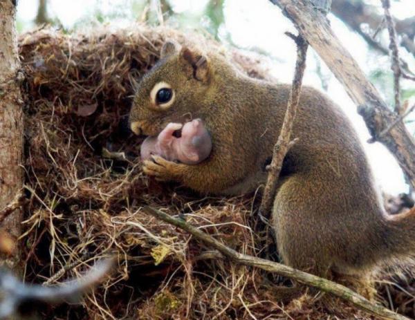 В мире животных: заботливые родители и их малыши (ФОТО) 