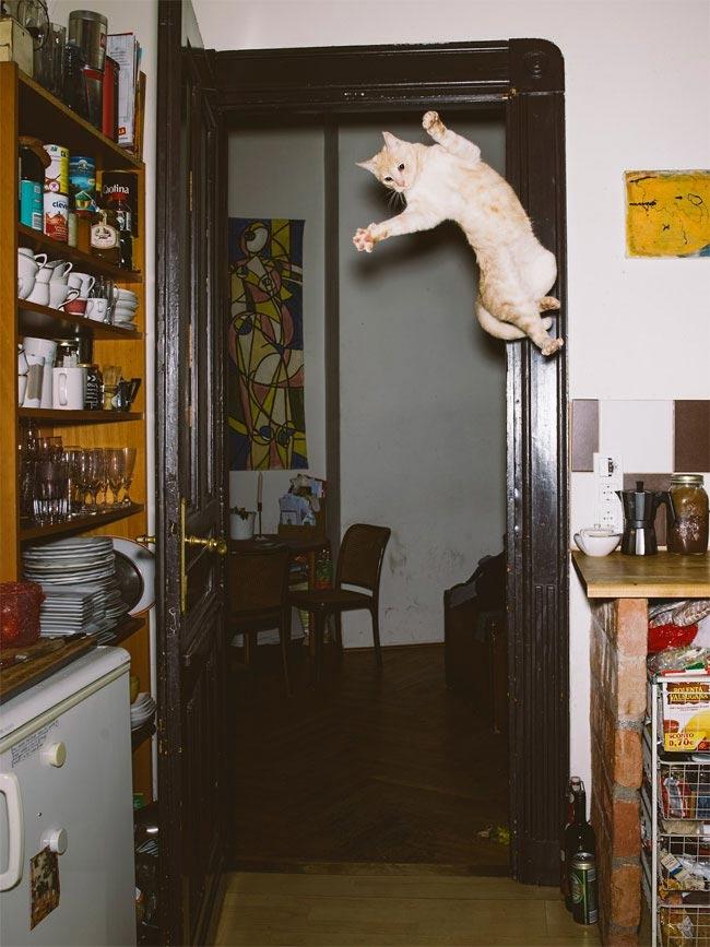 Курьезные снимки кошачьих, сфотографированных во время эпичных прыжков (ФОТО)