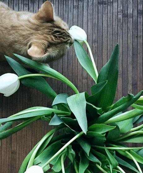 Весеннее настроение по-кошачьи: лучшие снимки из Инстаграм (ФОТО)