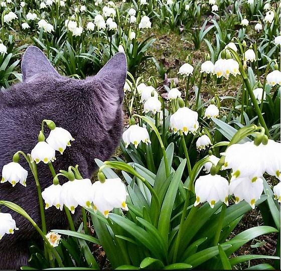Весеннее настроение по-кошачьи: лучшие снимки из Инстаграм (ФОТО)