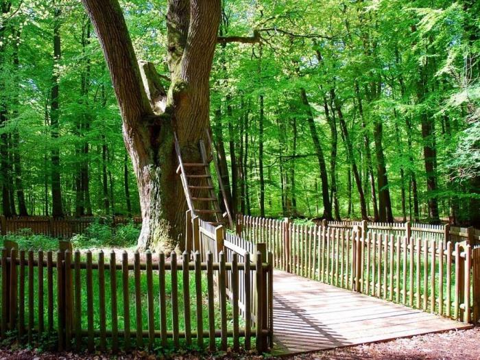 Дерево любви: Самый романтичный дуб в мире (ФОТО)