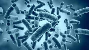 Эксперты составили список самых опасных в мире бактерий