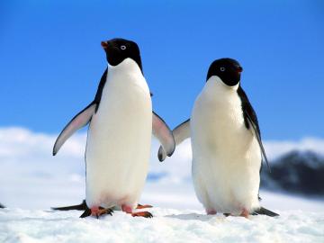 Ученые обнаружили останки древнейшего гигантского пингвина