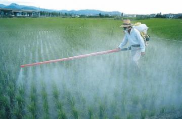 Ученые задались вопросом, как пестициды влияют на организм человека