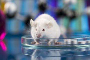 Ученым удалось вырастить эмбрион из стволовых клеток мыши