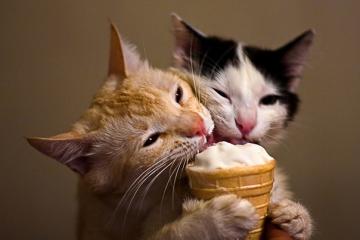 Смешные кошки, которые разучились правильно есть (ФОТО)