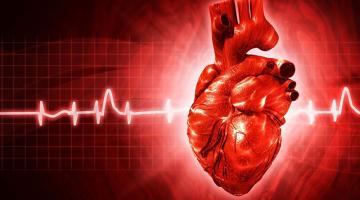 Ученые выяснили, почему бьется сердце
