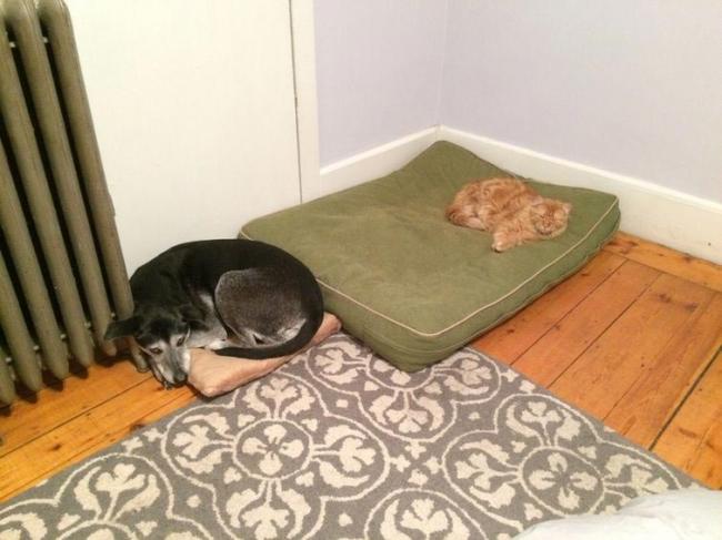Курьезные снимки кошек и собак, которые любят спать где угодно и как угодно (ФОТО)