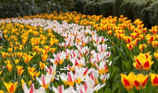 Царство красоты: поражающий воображение сад цветов в Нидерландах (ФОТО)