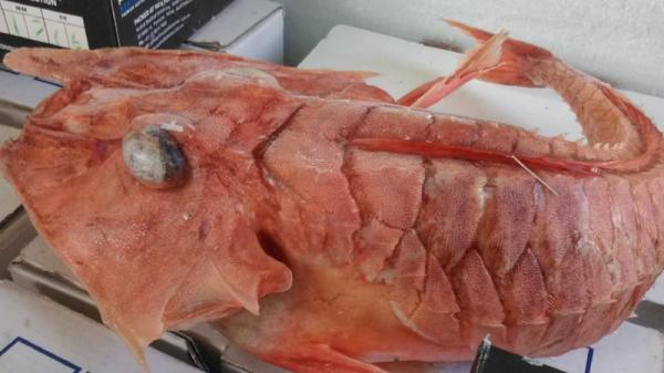 Странное существо было найдено у берегов Австралии (ФОТО)