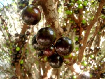 Жаботикаба – дерево, плоды которого растут прямо из ствола (ФОТО)