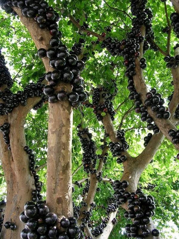 Жаботикаба – дерево, плоды которого растут прямо из ствола (ФОТО)