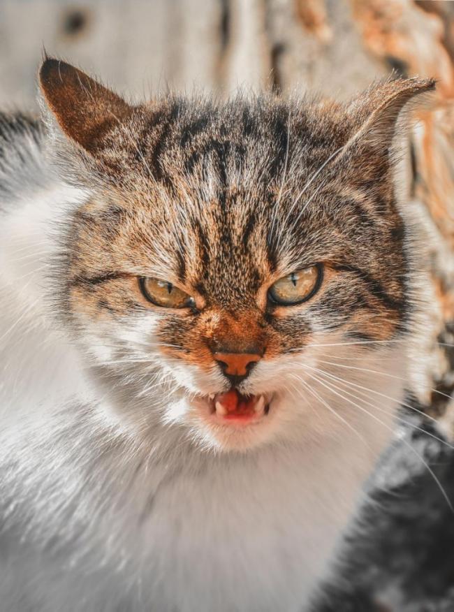Снимки бродячих котов, глаза которых расскажут о жизни на улице (ФОТО)