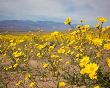 Ученые объяснили, почему пустыни в Калифорнии переживают "супер цветение" 
