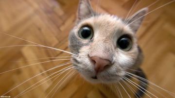 Курьезные снимки кошек, которым нужна помощь (ФОТО)