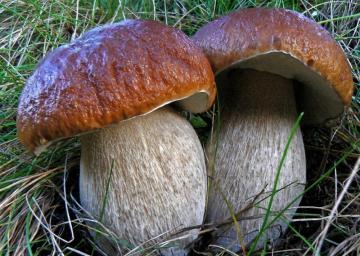 Ученые рассказали о полезных свойствах грибов