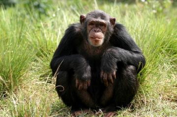 Ученые впервые увидели, как шимпанзе ухаживают за покойными родственниками