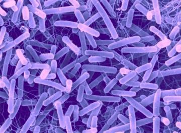 Кишечные бактерии животных провоцируют тяжелые болезни у людей