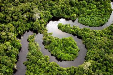 Биологи обнаружили шестьсот новых видов растений в бразильской Амазонии