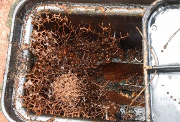 Семья из Австралии сделала странную находку на территории своего дома (ФОТО)