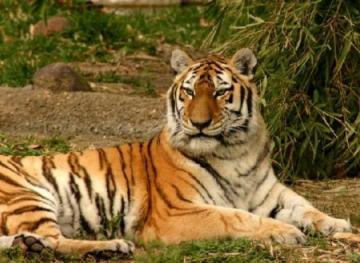 В Таиланде обнаружены тигры редкого вида