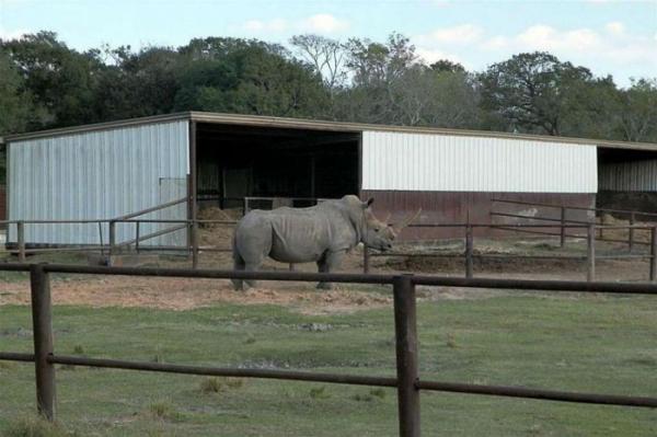 В американском штате Техас продают зоопарк за 7 миллионов долларов (ФОТО)