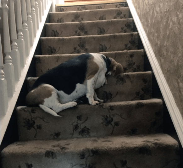Забавные собаки, которые могут уснуть, как и где угодно (ФОТО)