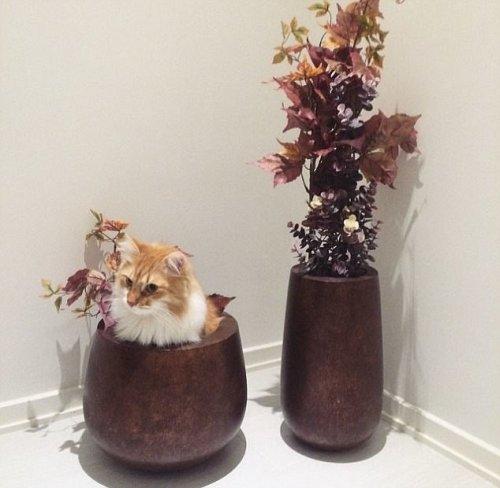 Курьезные снимки кошек, которым комфортно везде (ФОТО)