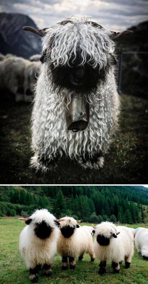 Животные, которые выглядят, как настоящие рокеры (ФОТО)