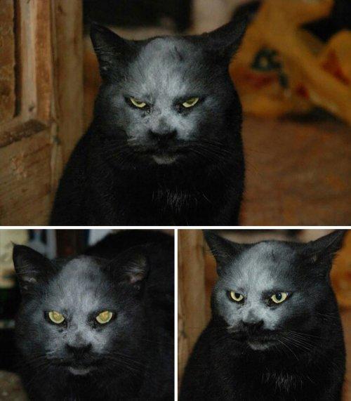 Животные, которые выглядят, как настоящие рокеры (ФОТО)