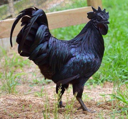 Животные, которые выглядят, как настоящие рокеры (ФОТО)