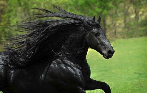 Животные, которые выглядят, как настоящие рокеры (ФОТО)