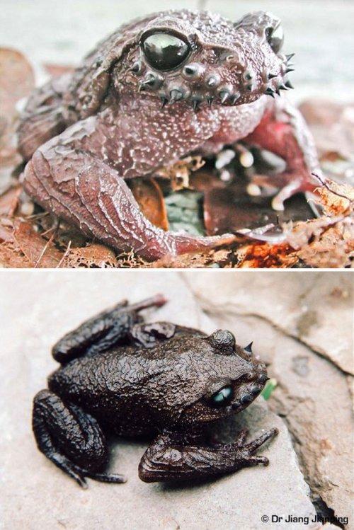 Животные, которые выглядят, как настоящие рокеры (ФОТО)