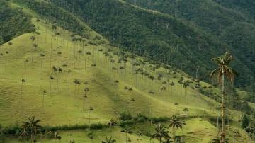  Необыкновенные пальмы долины Кокора в Колумбии (ФОТО)