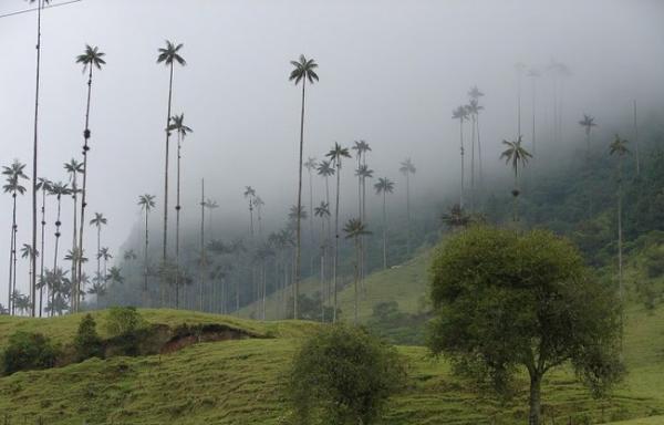  Необыкновенные пальмы долины Кокора в Колумбии (ФОТО)