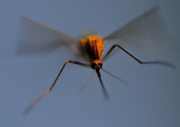 Ученые разгадали тайну полета комаров (ВИДЕО)