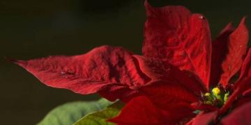 Красивые и опасные: самые необычные цветы в мире (ФОТО)
