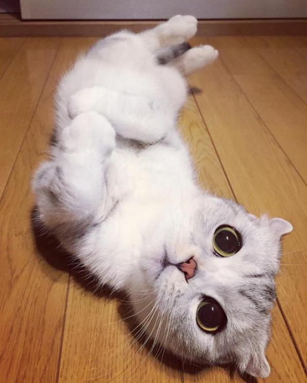 Кошка с огромными глазами стала любимицей пользователей Сети (ФОТО)