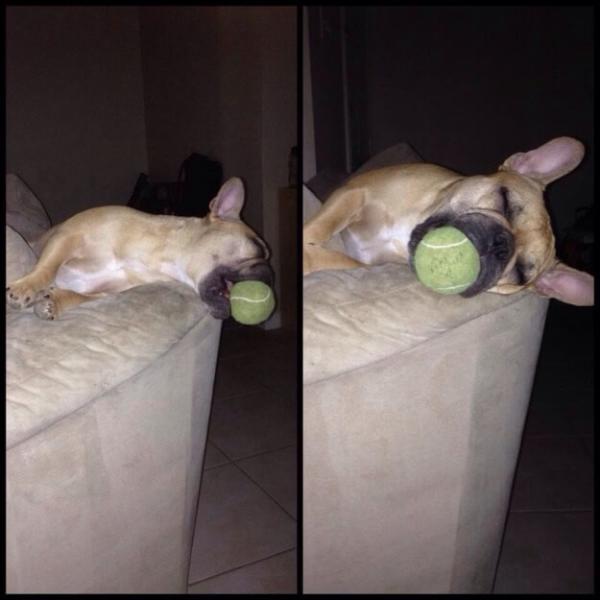 Забавные собаки, которые могут уснуть, как и где угодно (ФОТО)