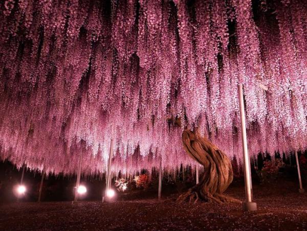 Японский фестиваль цветущей глицинии Great Westeria (ФОТО)