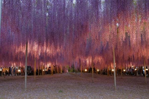 Японский фестиваль цветущей глицинии Great Westeria (ФОТО)