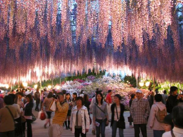 Японский фестиваль цветущей глицинии Great Westeria (ФОТО)