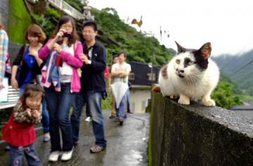 Историческое решение: Тайвань отказался от мяса кошек и собак