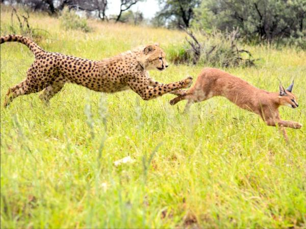 10 фото, после просмотра которых вам захочется посетить Намибию (ФОТО)